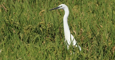 Indignacin en el sector agrario europeo por la aprobacin de la Ley de Restauracin de la Naturaleza