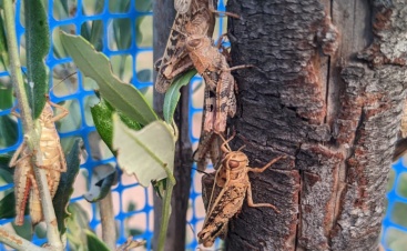 Millones de saltamontes causan daños en viñedos y olivos en Requena