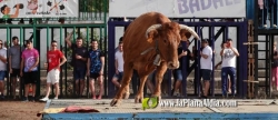 Exhibiciones taurinas, por la Segregaci de Les Alqueries