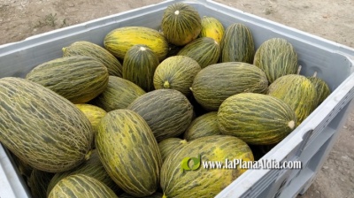 La Llosa activa la campaña de vigilancia del melón