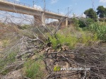 El Paisatge Protegit de la Desembocadura del riu Millars es recupera dels ltims incendis forestals ocorreguts durant els mesos de febrer i mar