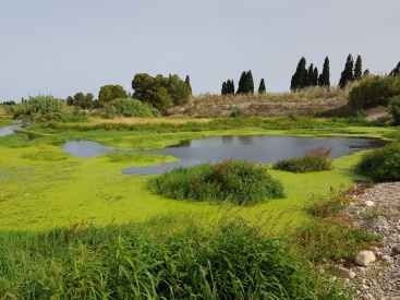 Las aves acuáticas vuelven a criar en el río Mijares