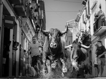Los toros de Carmen Valiente protagonizarán el encierro de las fiestas de la Mare de Deu del Roser en Almassora