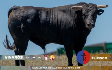 Seis novillos utreros de la ganadería El Risco serán lidiados en novillada en Vinaròs