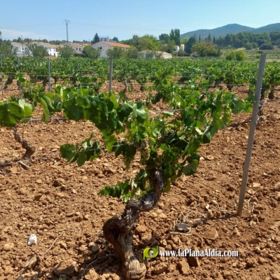 La Unió Llauradora prevé la cosecha más baja de uva de vinificación en la Comunitat Valenciana de los últimos 30 años