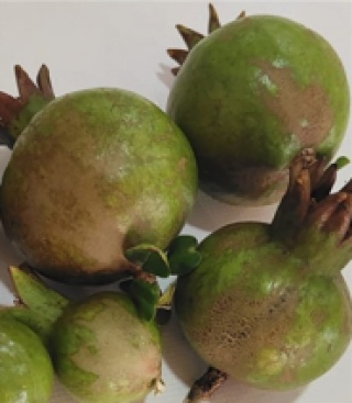 Fotografia /Galeria/2024/8/231786_147271/4_M1.jpg