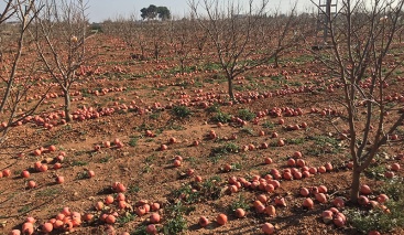 AVA-ASAJA recrimina a la UE por las pérdidas causadas por el veto ruso a la agricultura valenciana