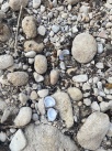 Acci Ecologista-Agr localitza exemplars de clossa de riu asitica al Canyoles