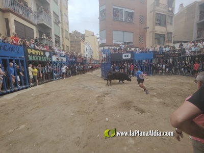 Inicia con toros de presencia la Semana Taurina de las Fiestas de Alcora