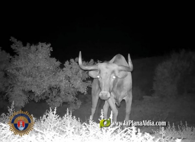 Localitzen el toro escapat de la ramaderia d'Almenara a la zona del cam Malps de la partida Covatelles