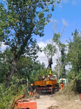 Borriana impulsa la millora ambiental al Clot de la Mare de Déu amb la neteja i l'abatiment d'arbres morts
