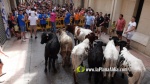 La transhum?ncia de caps de bestiar avilenyes fa les del?cies dels m?s petits