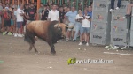 El Fuente Ymbro de Satine, expectaci? i homenatge a gran altura