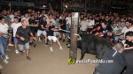Borriana vibra amb els tancaments de bous embolats per a nens i adults