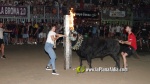 Borriana vibra amb els tancaments de bous embolats per a nens i adults