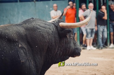 El Romn Sorando de la Pea Cosso gana el premio Trapo de las Fiestas del Cristo 2024