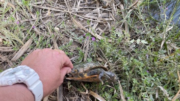Localitzen 20 tortugues d'aigua ibèriques al riu Canyoles