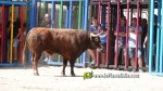 Les exhibicions taurines ja s?n presents a Festa La Vila 2024