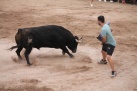 ALMENARA RETOMA ELS FESTEJOS TAURINS AMB L'EXHIBICI DE DOS BRAUS CERRILS DE PARTIT DE RESINA