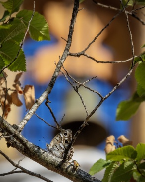 Carlos Seglar triunfa en el concurso fotogrfico de Sant Miquel de Vilafams