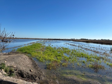 La Llosa, paraíso del birdwatching