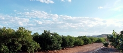 La Uni llauradora assegura que el projecte fotovoltaic de la Plana Baixa amenaa 280 hectrees de cultiu