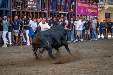 Almassora disfruta de un martes de fiestas de la Mare de Deu del Roser con acento taurino