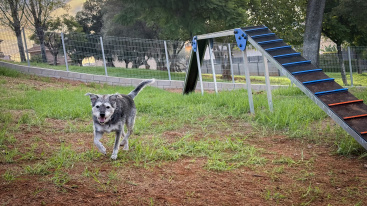 Inaugurado nuevo parque canino en la Serratella de Onda