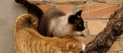 Ajuntament de Soneja avana en el control tic de colonies felines