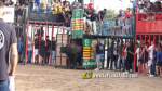 Les Alqueries reprenen exposicions de toros