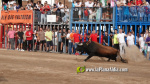 Les Alqueries reprenen exposicions de toros