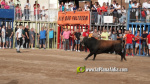 Les Alqueries reprenen exposicions de toros