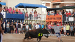 Les Alqueries reprenen exposicions de toros