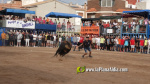Les Alqueries reprenen exposicions de toros