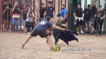 Les Alqueries reprenen exposicions de toros