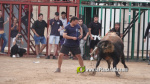 Les Alqueries reprenen exposicions de toros