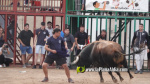 Les Alqueries reprenen exposicions de toros