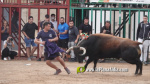 Les Alqueries reprenen exposicions de toros