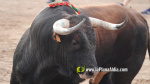 Les Alqueries reprenen exposicions de toros