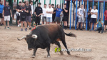 Les Alqueries reprenen exposicions de toros