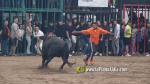 Les Alqueries celebra el 9 d'octubre amb exhibicions taurines