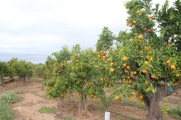 Naranjas de Sudafrica sin arancel acaban con campana citricola en la UE