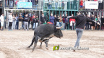 Les Alqueries tanca el cap?tol taur? de les festes de la Verge del Xiquet Perdut