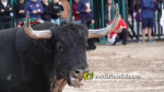 Les Alqueries tanca el cap?tol taur? de les festes de la Verge del Xiquet Perdut