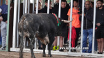 Les Alqueries tanca el cap?tol taur? de les festes de la Verge del Xiquet Perdut