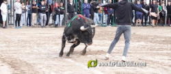 Les Alqueries cierra el captulo taurino de las fiestas de la Virgen del Nio Perdido