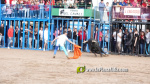 Les Alqueries tanca el cap?tol taur? de les festes de la Verge del Xiquet Perdut
