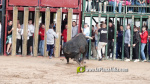 Les Alqueries tanca el cap?tol taur? de les festes de la Verge del Xiquet Perdut