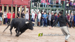 Les Alqueries tanca el cap?tol taur? de les festes de la Verge del Xiquet Perdut