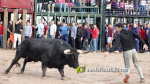 Les Alqueries tanca el cap?tol taur? de les festes de la Verge del Xiquet Perdut
